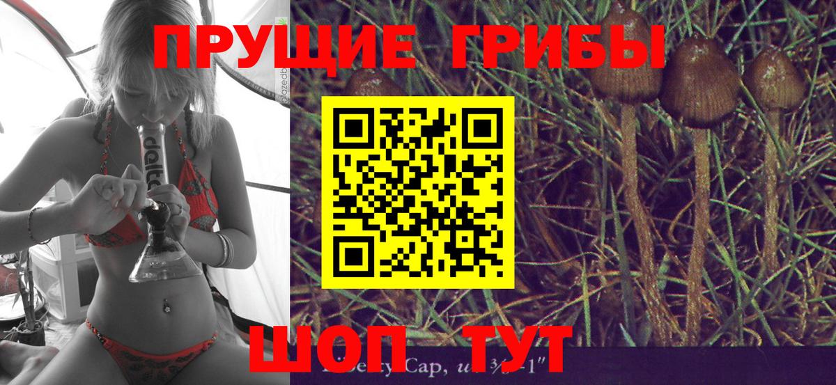 Псилоцибиновые грибы Psilocybe  Вход с VPN  Санкт-Петербург 
